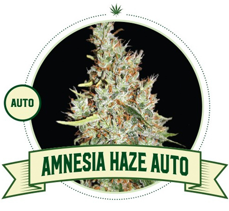 amnesia-haze-auto